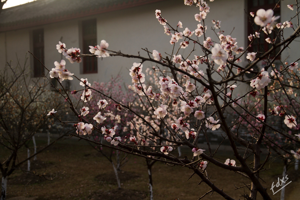 梅花-18.jpg