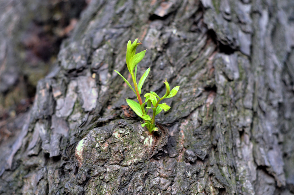 样片随拍 96273.jpg