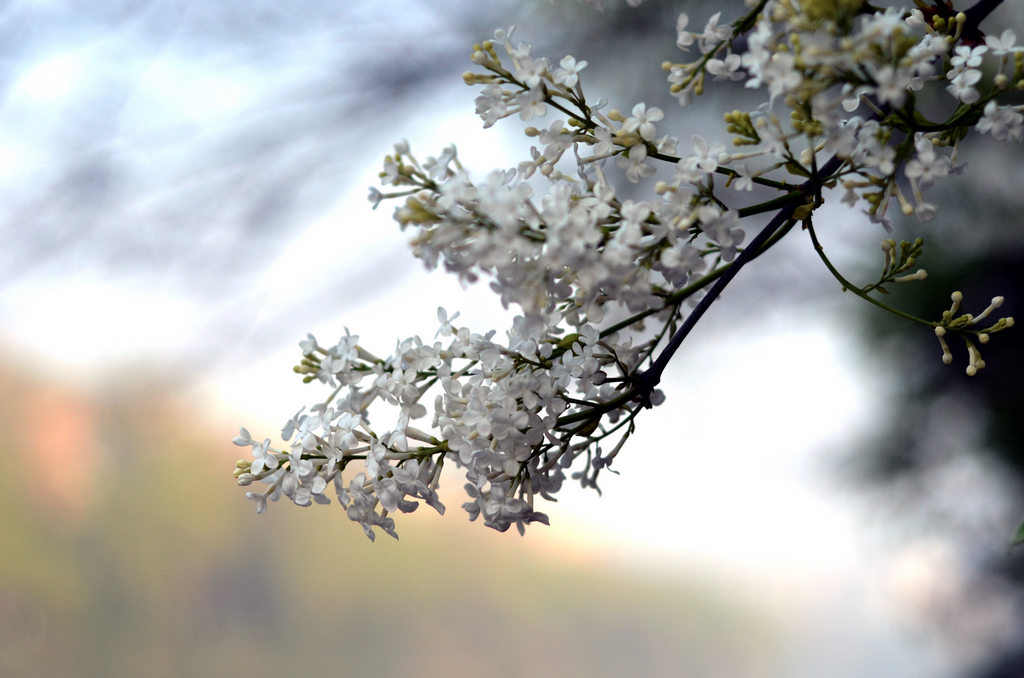 样片随拍 96328.jpg