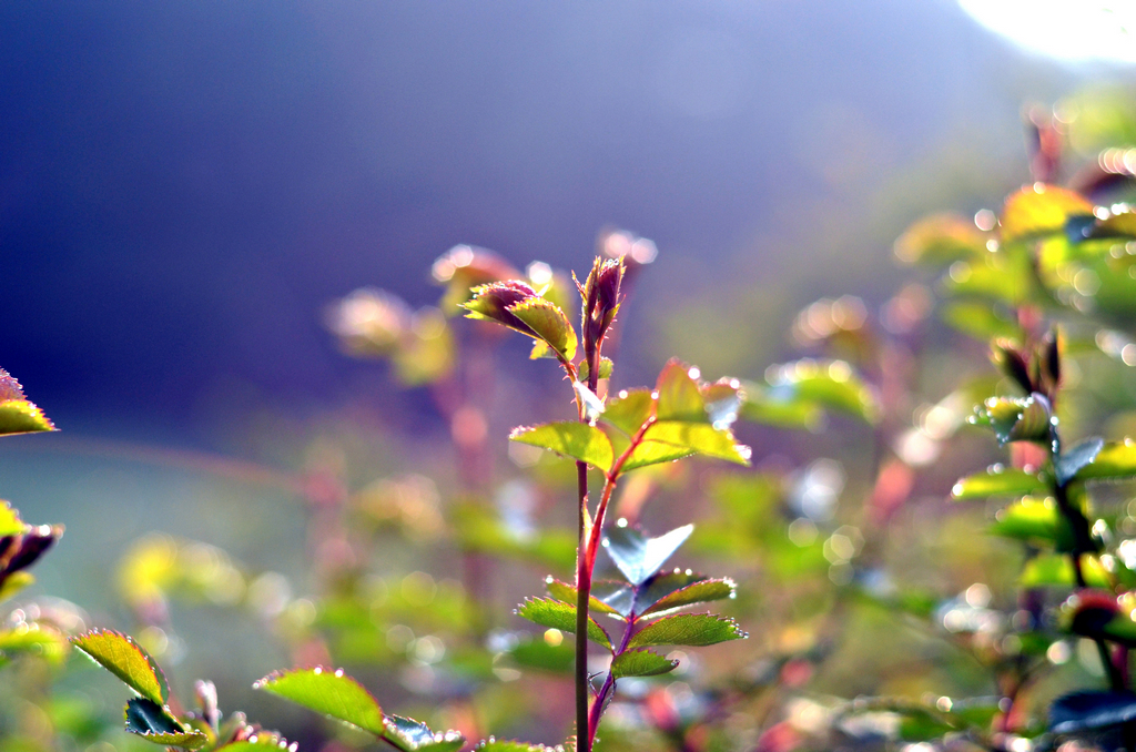 样片随拍 96335.jpg