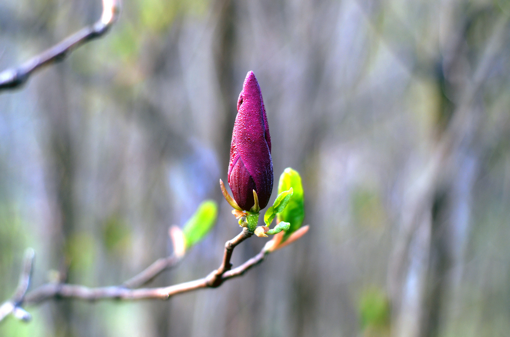 样片随拍 96350.jpg