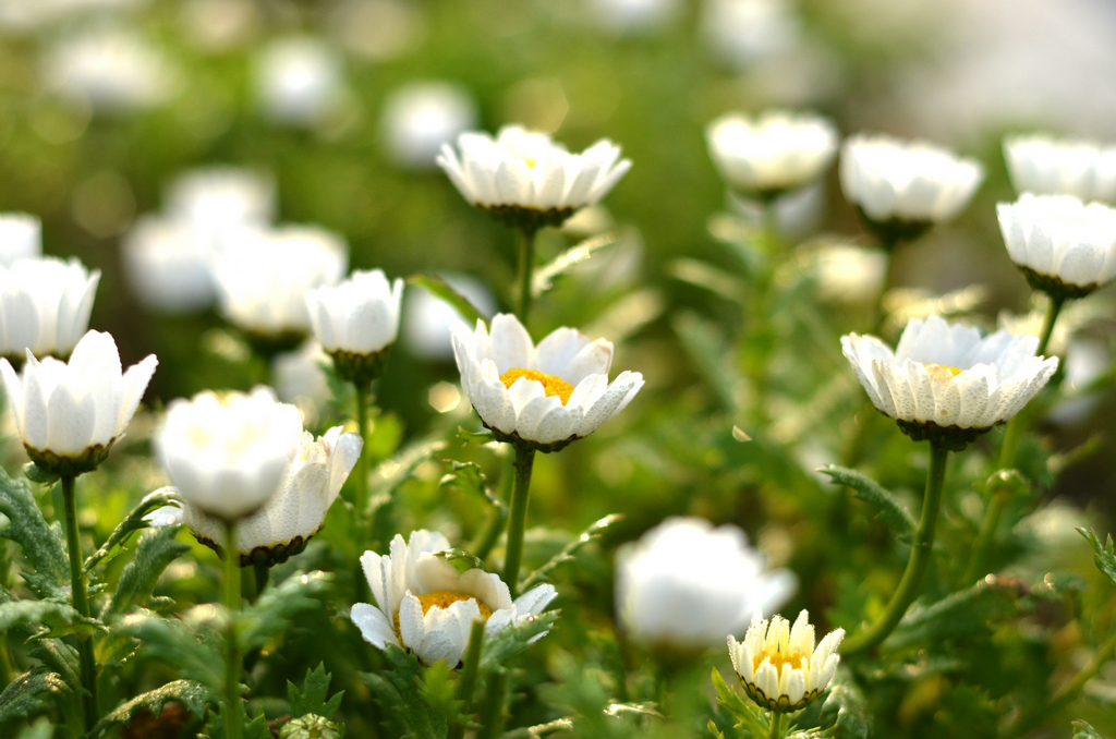 样片随拍 96366.jpg