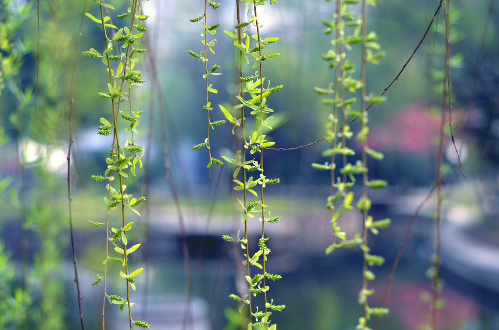 样片随拍 96426.jpg