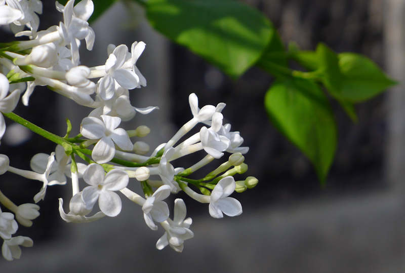 丁香-7.jpg