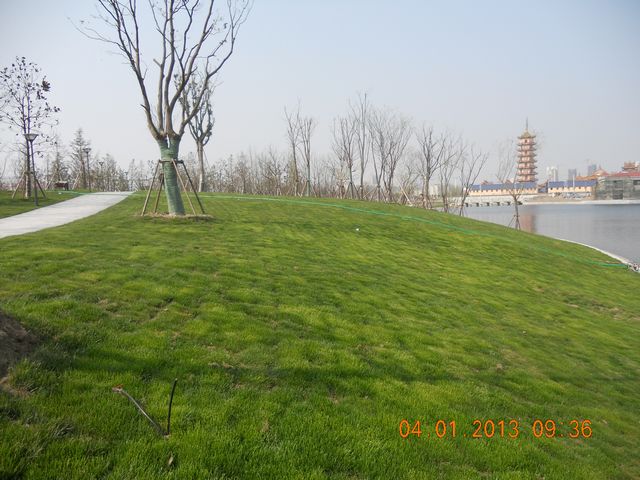 南岸的开阔绿地