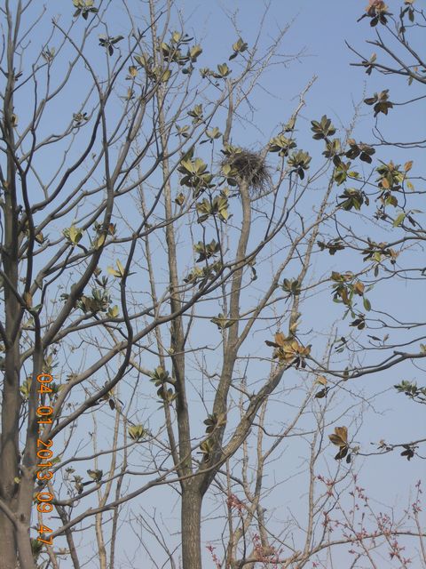 绿化大树引来喜鹊筑巢