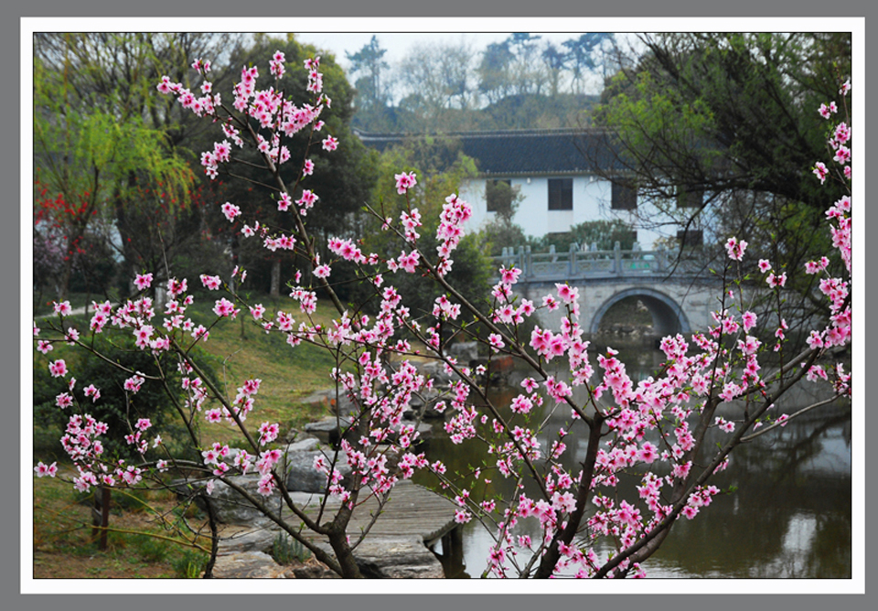 桃红扮靓图 (3).jpg