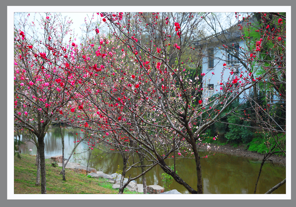 桃红扮靓图 (4).jpg