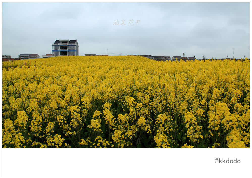 油菜花开1.jpg