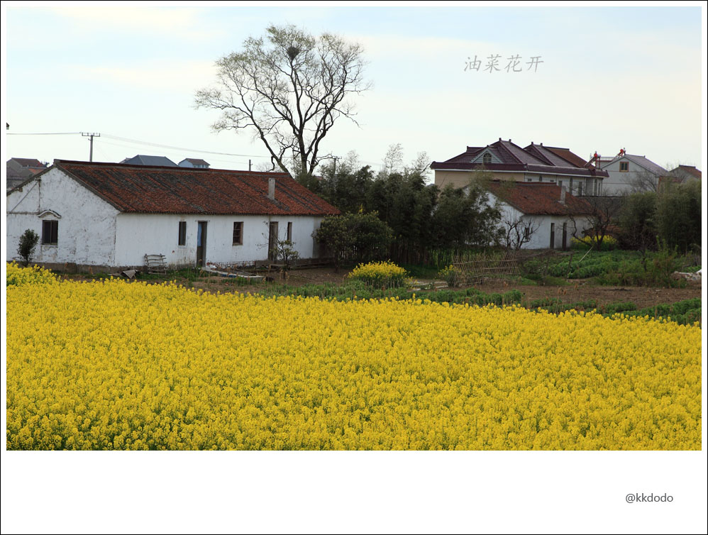 油菜花开2.jpg