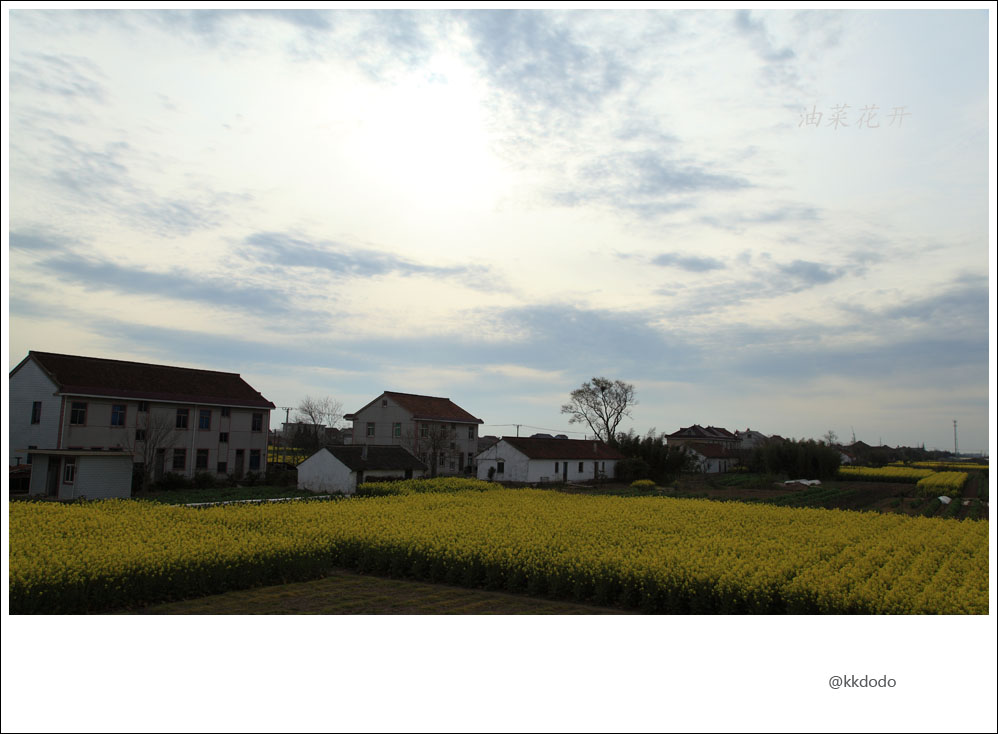 油菜花开3.jpg