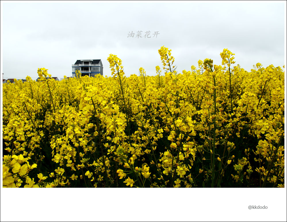 油菜花开6.jpg