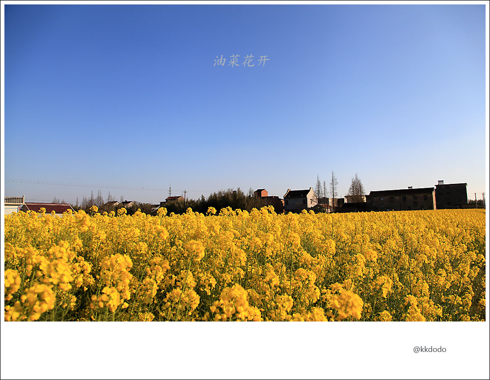 油菜花开7.jpg