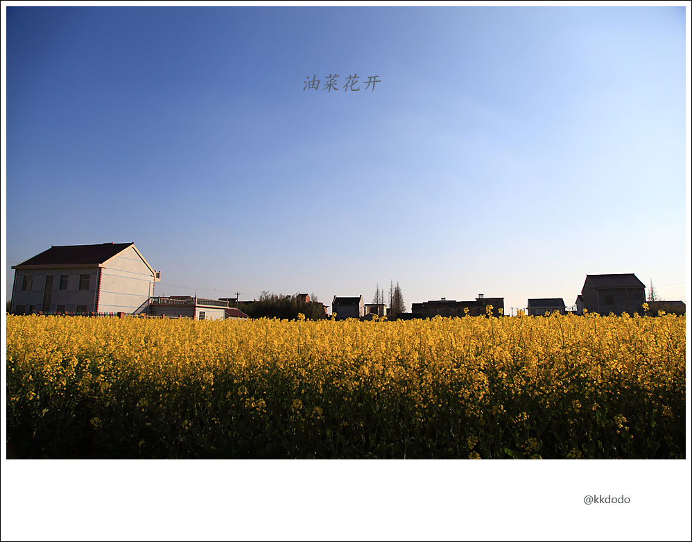 油菜花开8.jpg