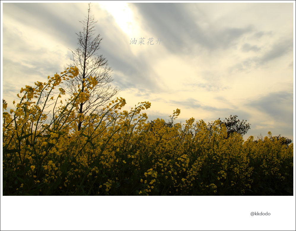 油菜花开10.jpg