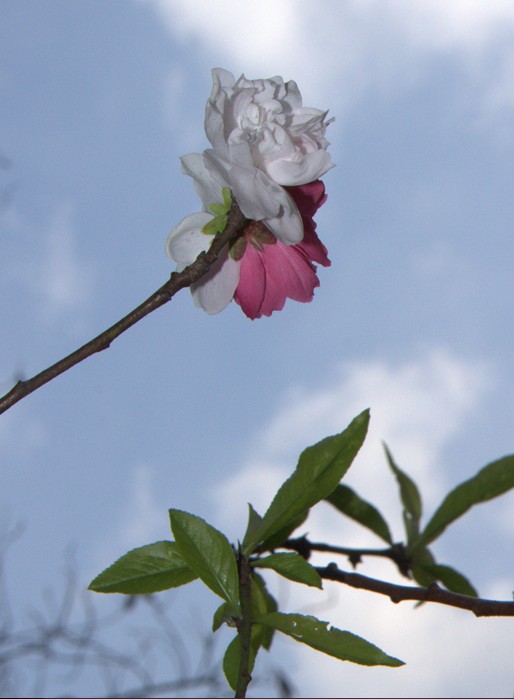 双面桃花