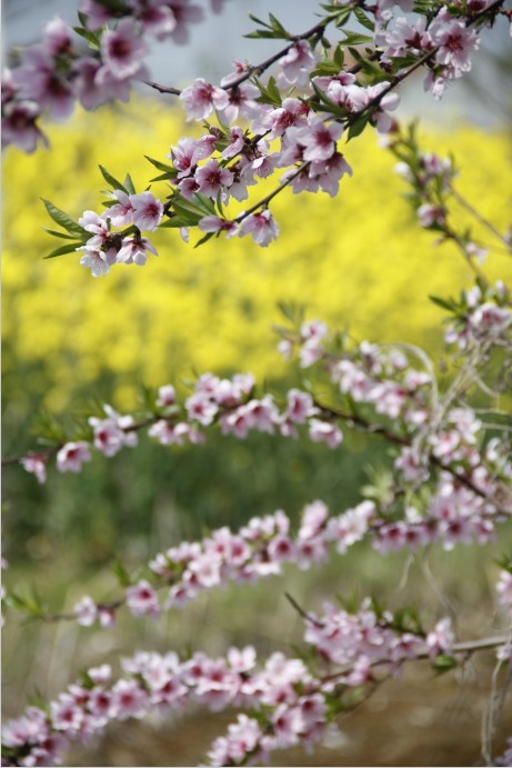 一树桃花压菜花