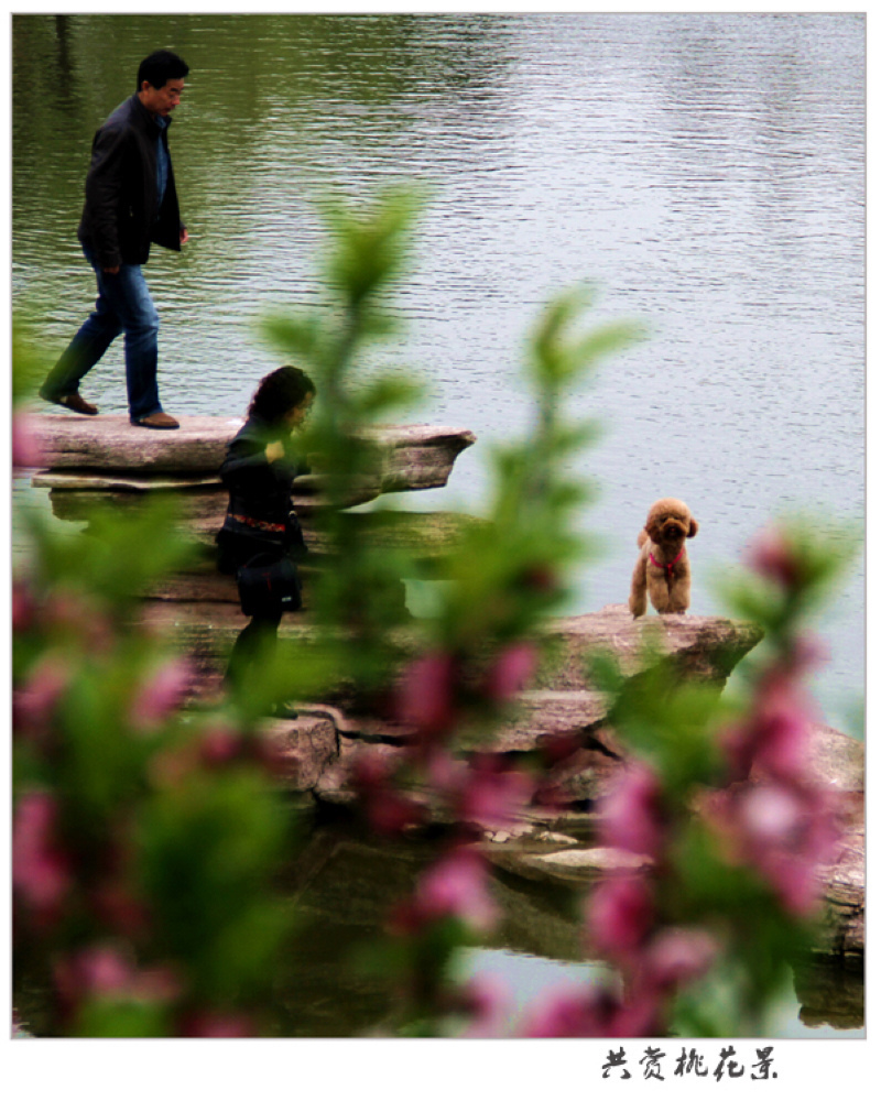 共赏桃花景.jpg