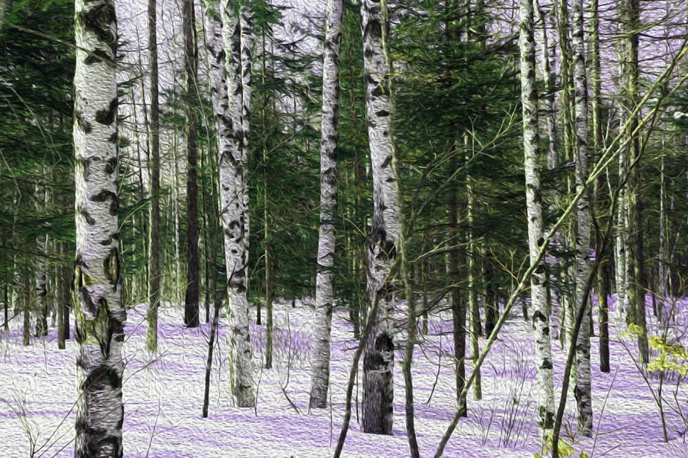 白桦林1.jpg
