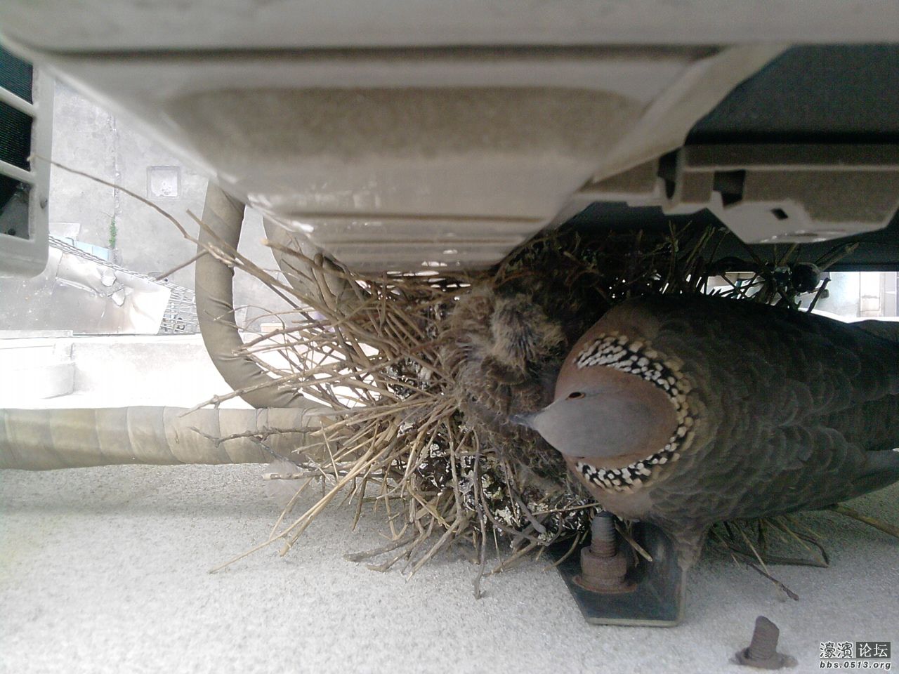 2012.06.02韩林美食 002.jpg