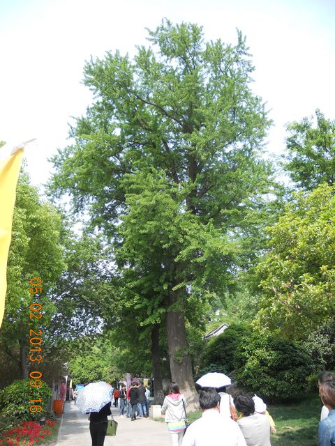 山脚下的539岁古银杏树