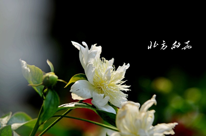 DSC_1760_conew1 - 副本 - 副本.jpg1.jpg