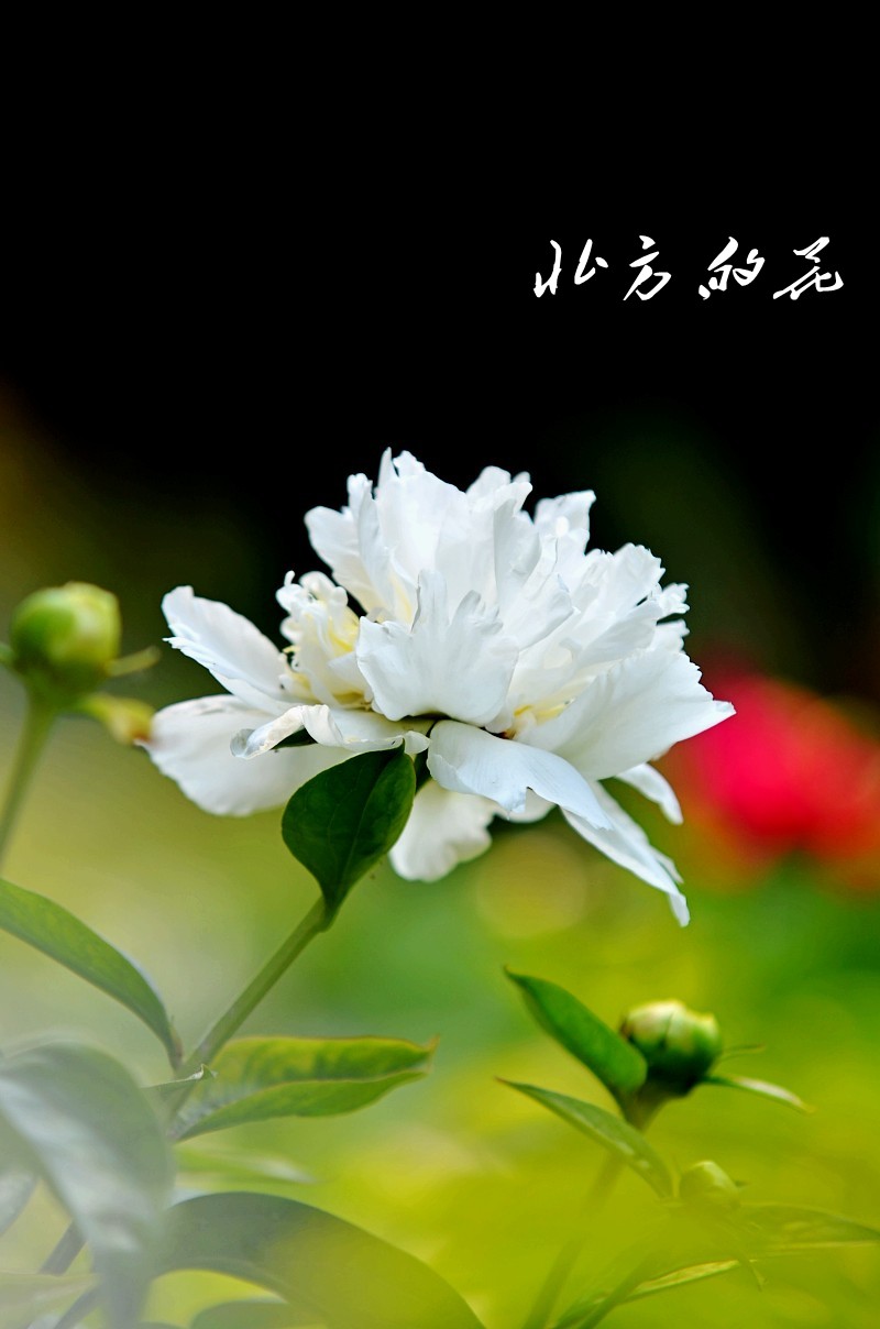 DSC_1758_conew1 - 副本 - 副本.jpg1.jpg