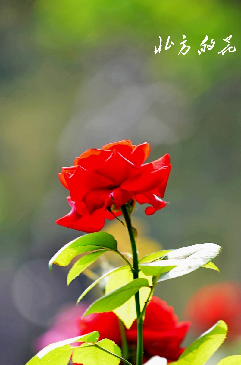 DSC_1775_conew1 - 副本 - 副本.jpg1.jpg