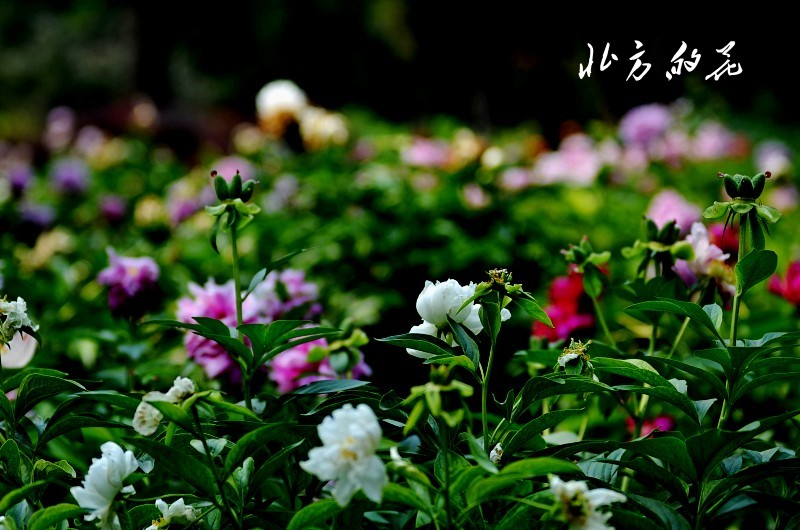 DSC_1778_conew1 - 副本.jpg1.jpg