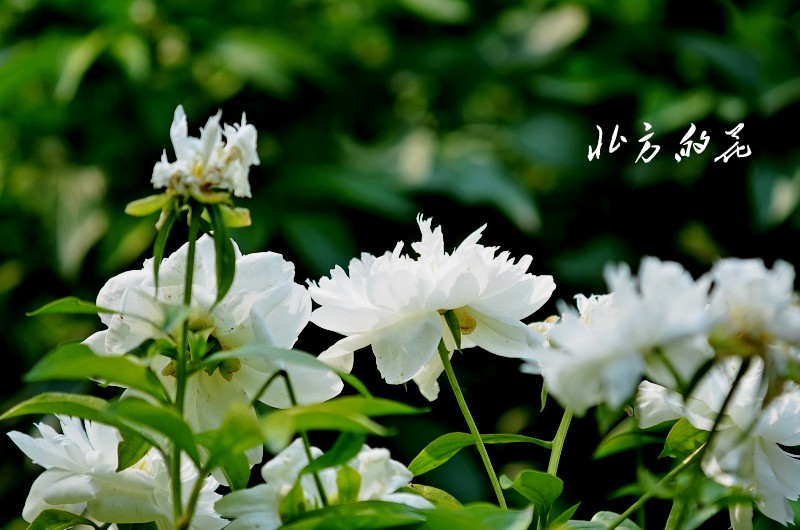 DSC_1780_conew1 - 副本.jpg1.jpg