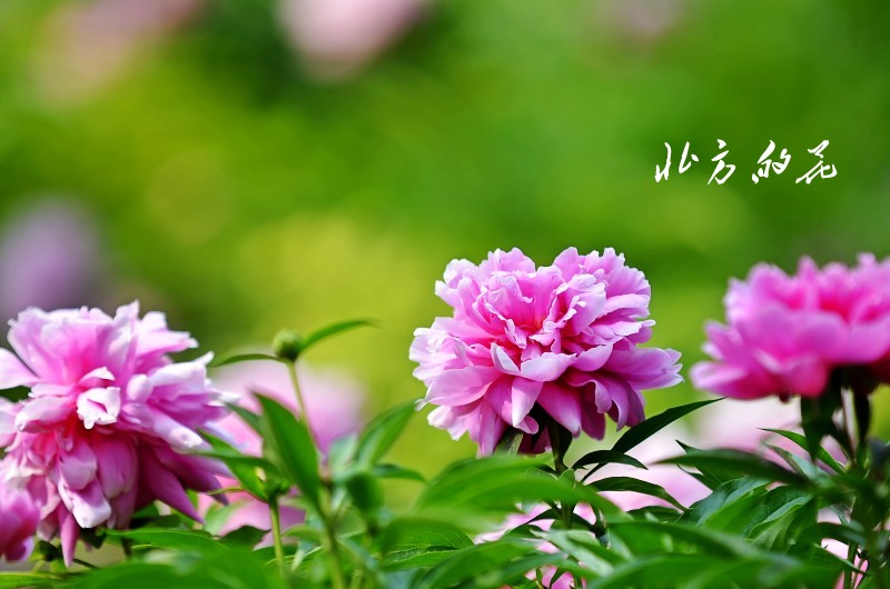 DSC_1781_conew1 - 副本.jpg1.jpg