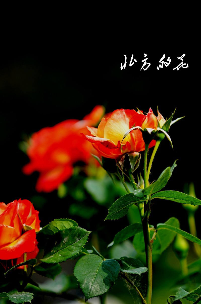 DSC_1785_conew1 - 副本.jpg1.jpg