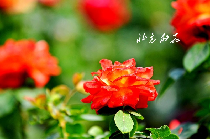 DSC_1787_conew1 - 副本.jpg1.jpg