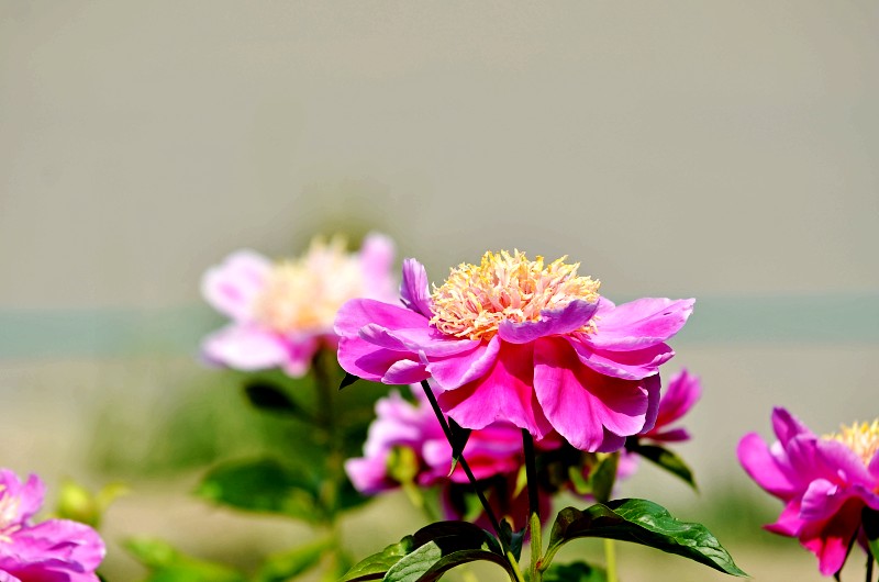 DSC_1792_conew1 - 副本.jpg