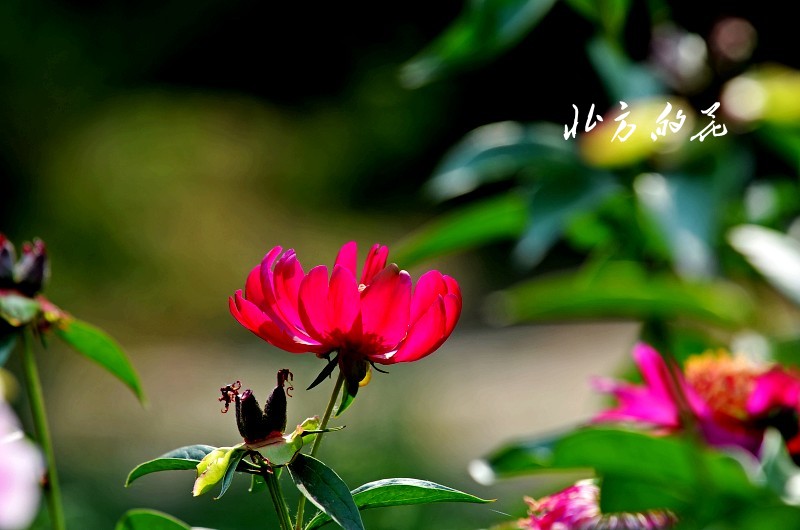 DSC_1796_conew1 - 副本.jpg1.jpg