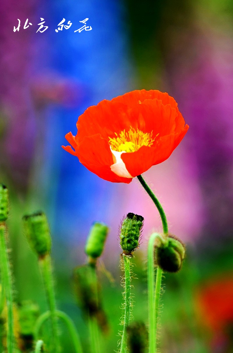 DSC_1822_conew1 - 副本.jpg1.jpg