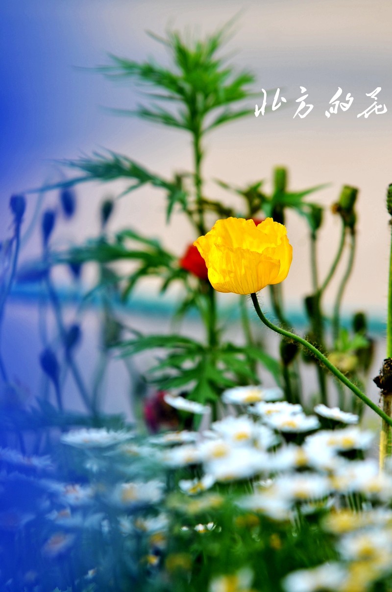 DSC_1832_conew1 - 副本.jpg1.jpg