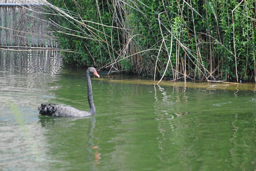 调整大小 DSC_1306.JPG