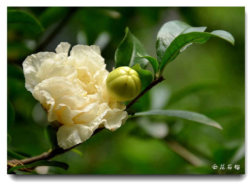 白花石榴.jpg