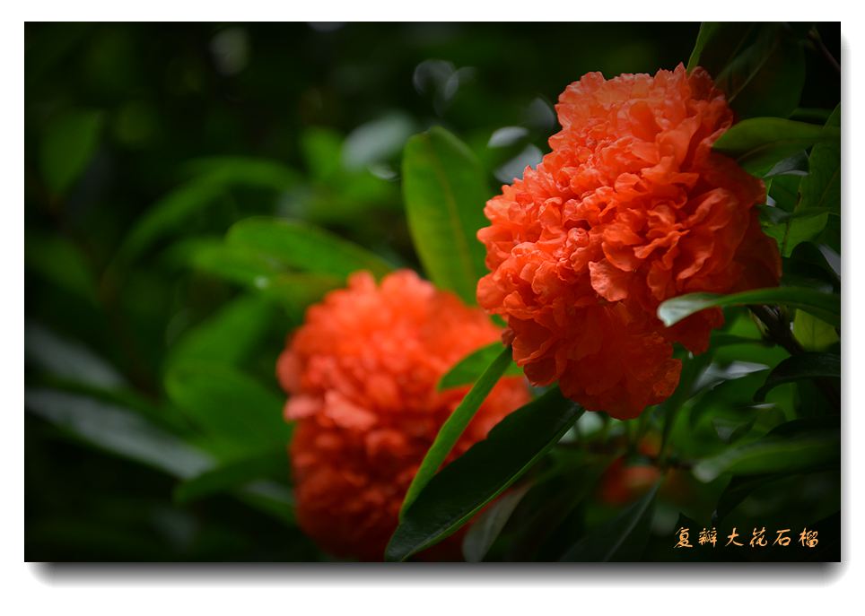 大花石榴2.jpg