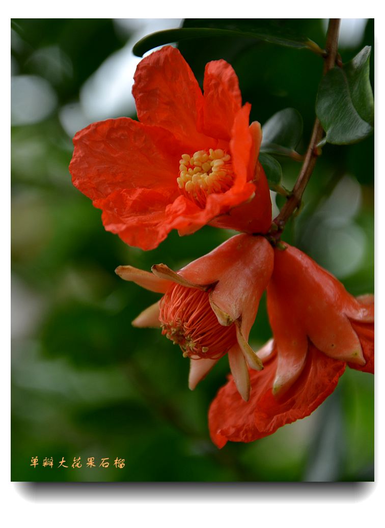 单瓣大花果石榴1.jpg