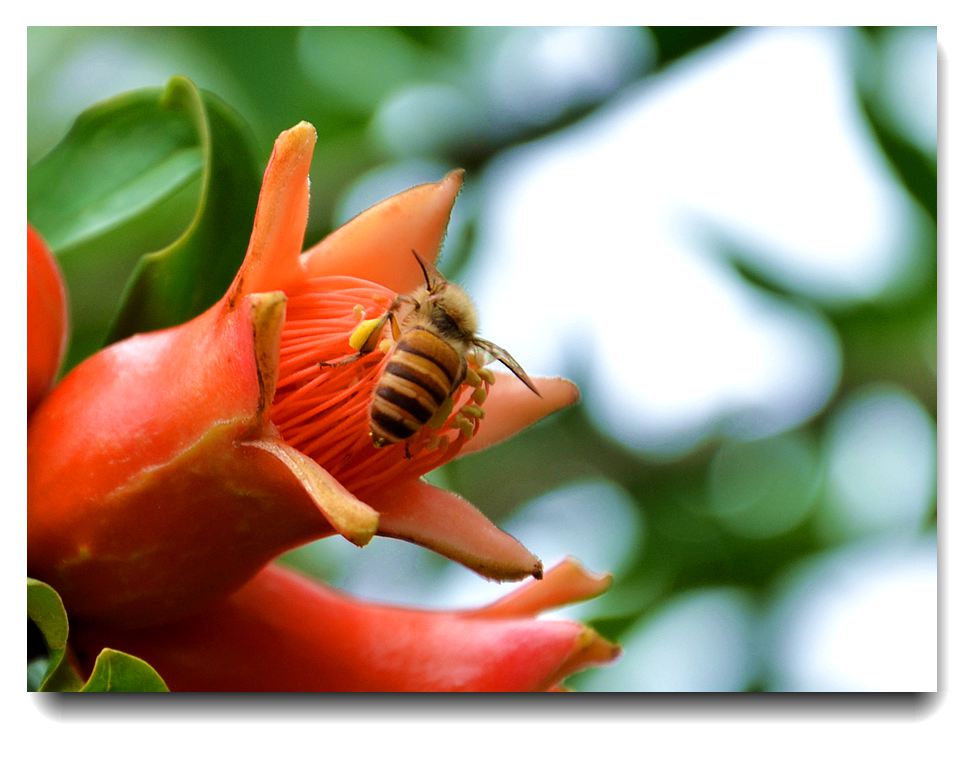 蜂恋石榴花.jpg