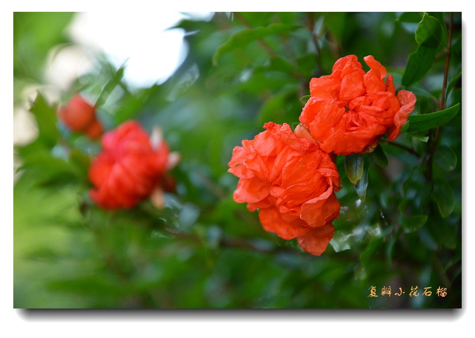 复瓣小花石榴1.jpg