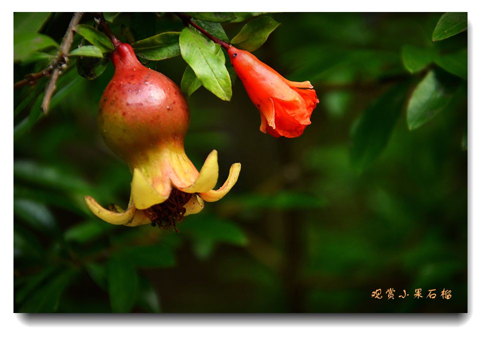 观赏小果石榴.jpg