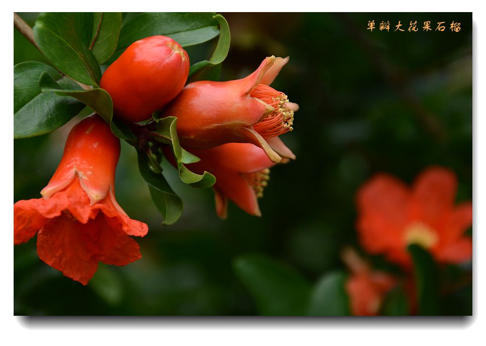 果石榴2.jpg
