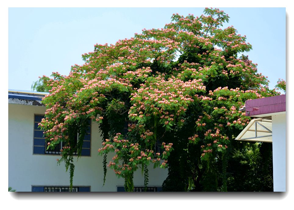 合欢花开“濠河办”.jpg