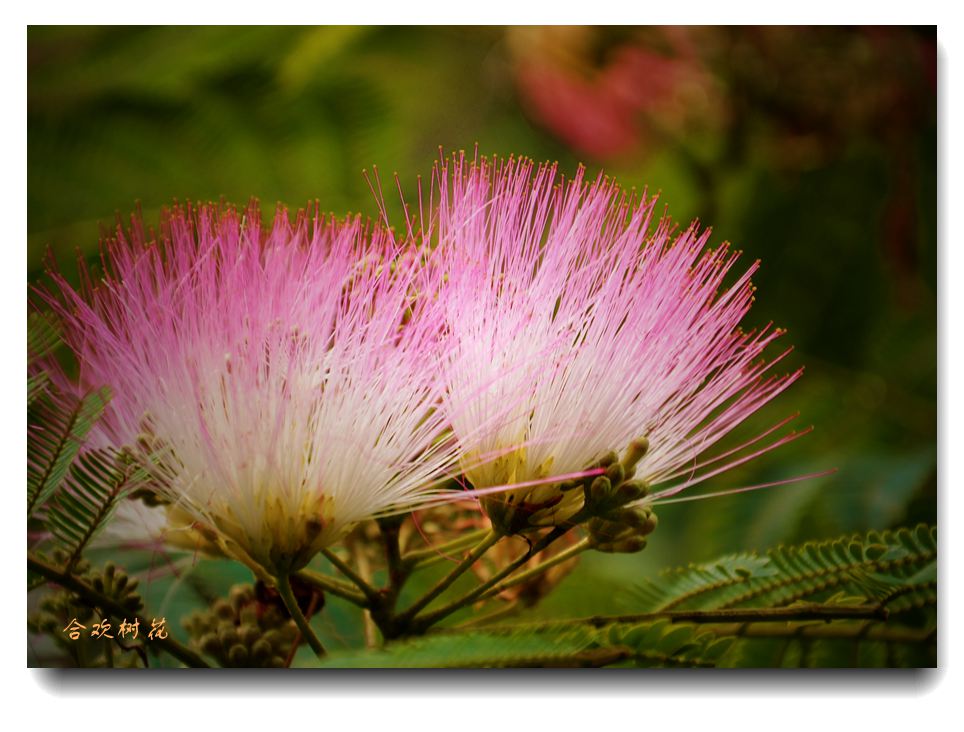 合欢花开似彩云.jpg