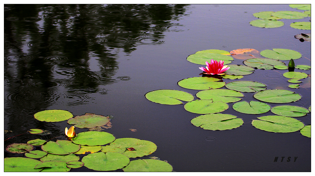 雨洒睡莲