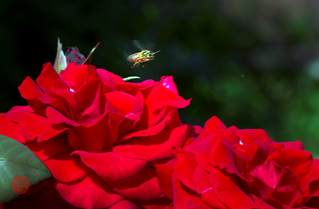 蜜蜂与月季-2.jpg