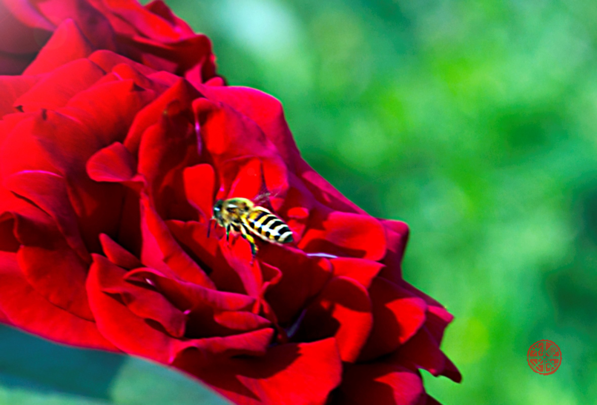 蜜蜂与月季-6.jpg
